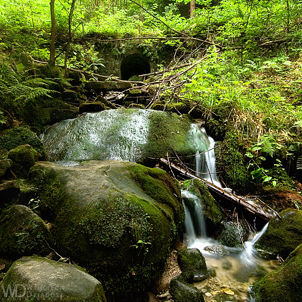 Whispering Forest