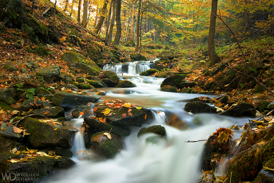 Forest of falling leaves