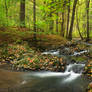 Colors of autumn forest