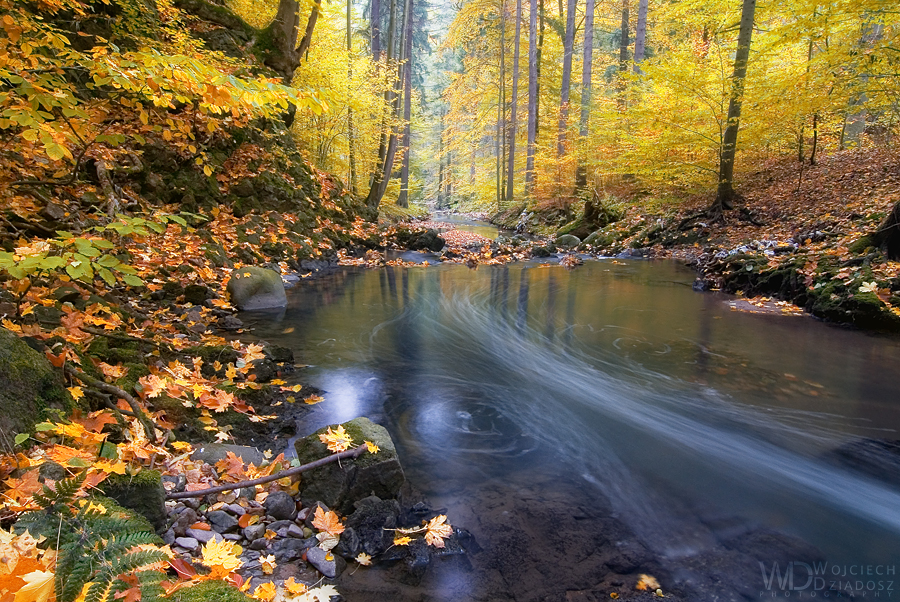 Yellow forest