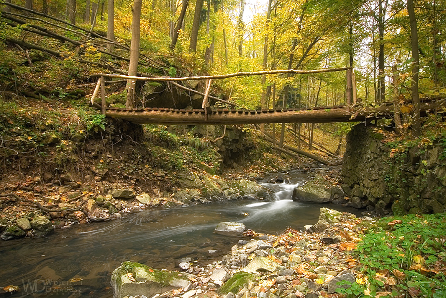 Forest route