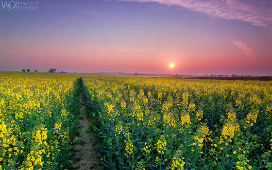 The morning in the field