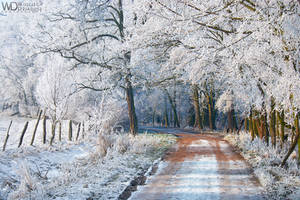 Snowy Path by WojciechDziadosz