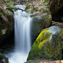 Moss, Water and leaves