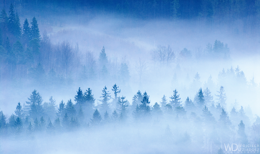 Trees in fog