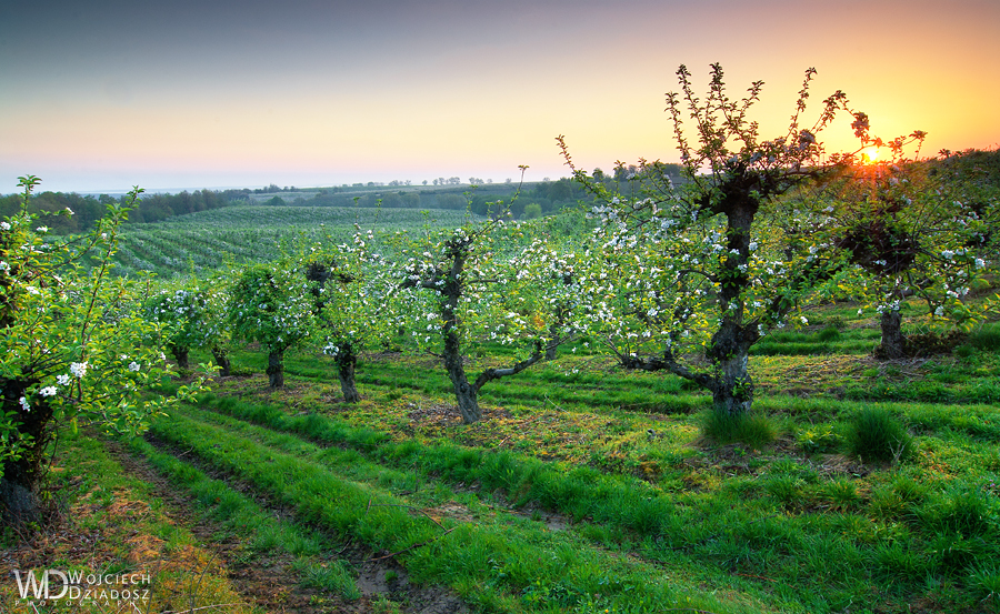 Orchard in the morning