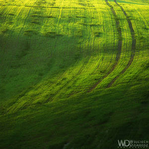 The green shapes by WojciechDziadosz