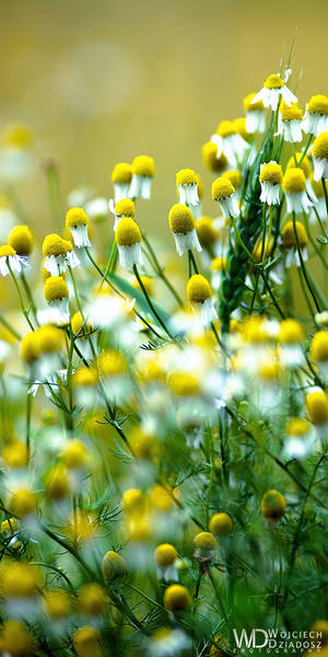 Chamomile