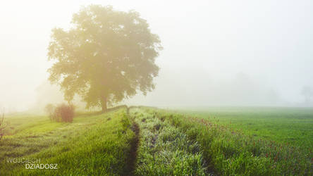 Lonely Walk In The Morning