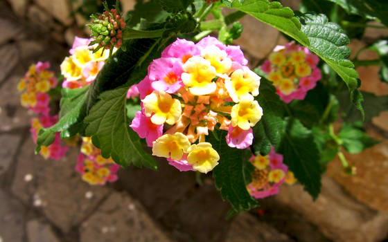 Flowers in Greece