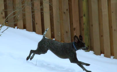 Pointer action shot