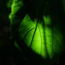 translucent leaf