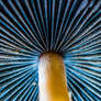 Blue Lamella