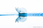 Cat Reflection by isischneider