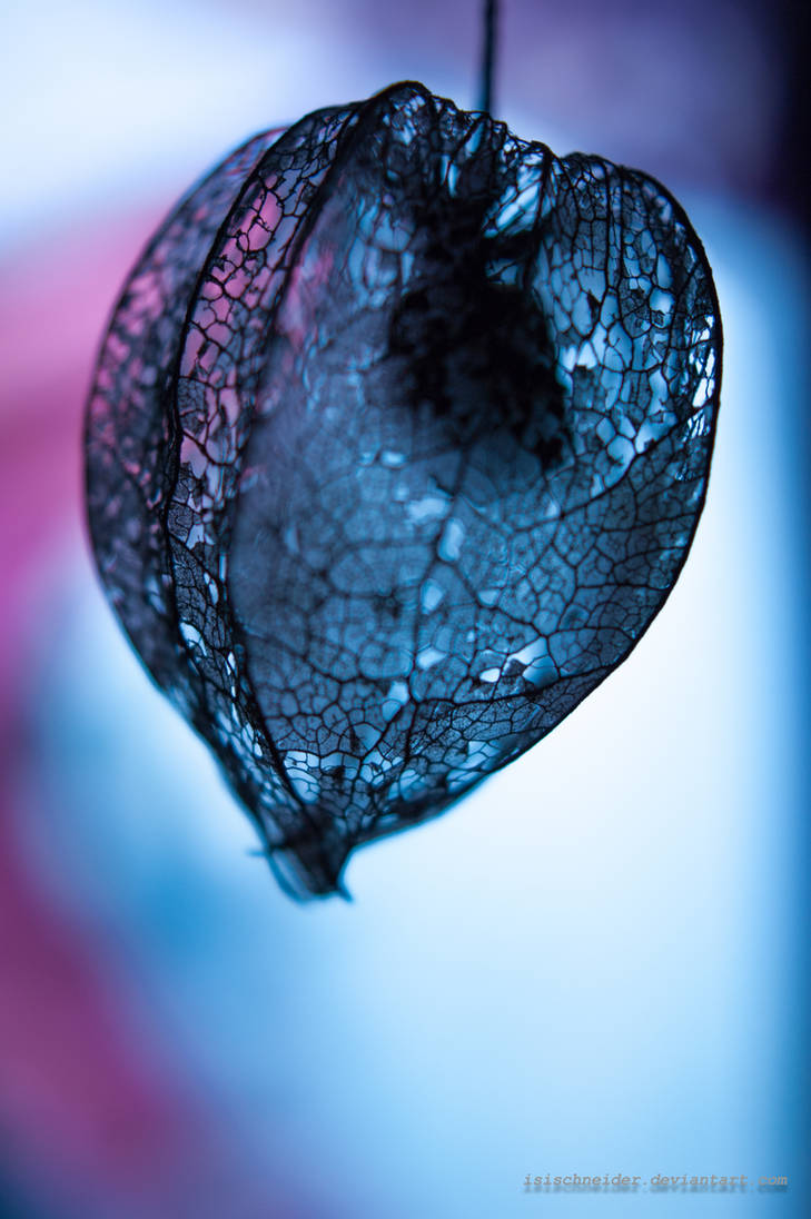 Fragile Structure Fragile Structure by isischneider on DeviantArt
