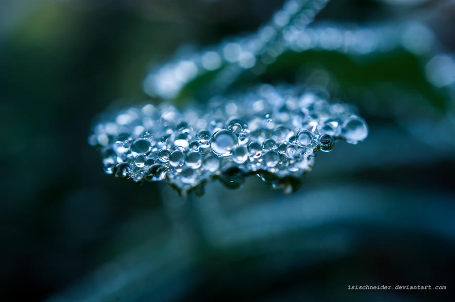 Covered With Dew by isischneider