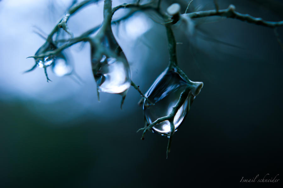 Droplets Dangling From The Lichen