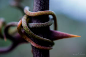 Tendril Wrapped Around a Spiky Branch