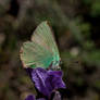 Green Hairstreak