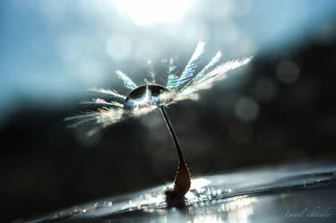 Drop On Dandelion Seed