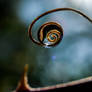 Spiral In A Drop