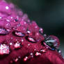 Rose Droplets