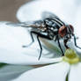 thirsty Fly