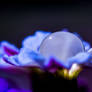 Bougainvillea droplet