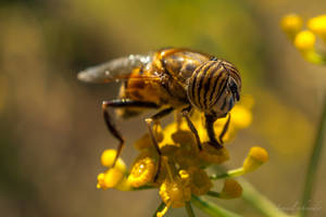 Band- Eyed Drone Fly