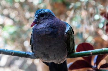 Emerald Dove