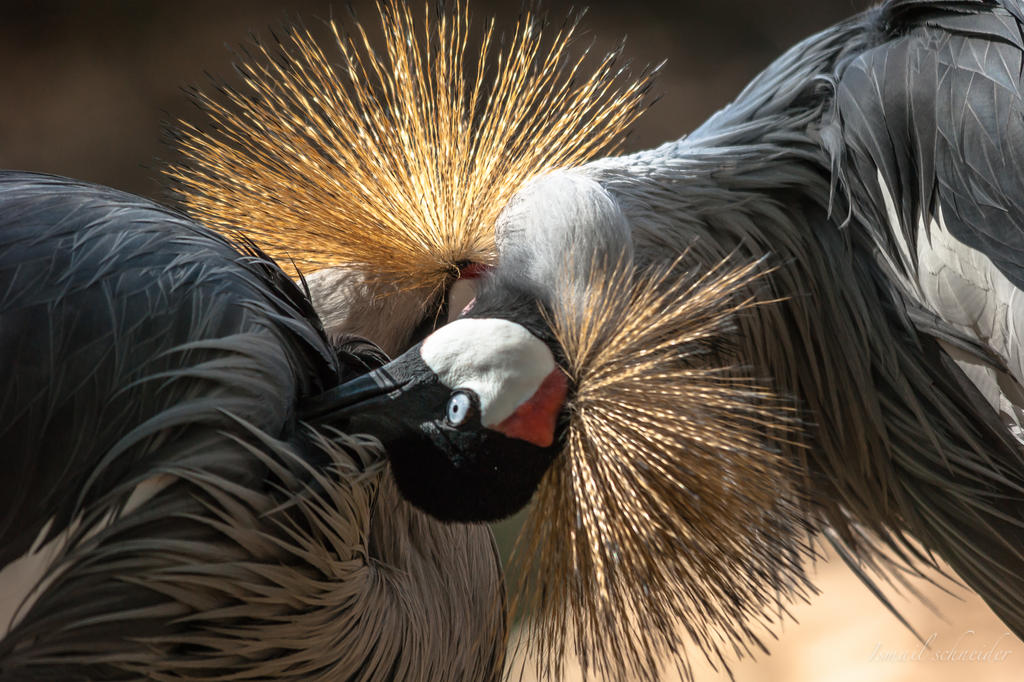 Preen each other by isischneider Preen each other by isischneider