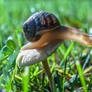 Snail On Mushroom