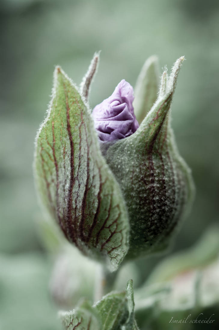Time To Bloom by isischneider