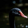 Black swan