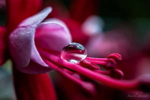 Droplet On Fuchsia flower