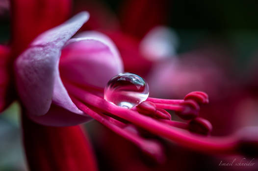 Droplet On Fuchsia flower