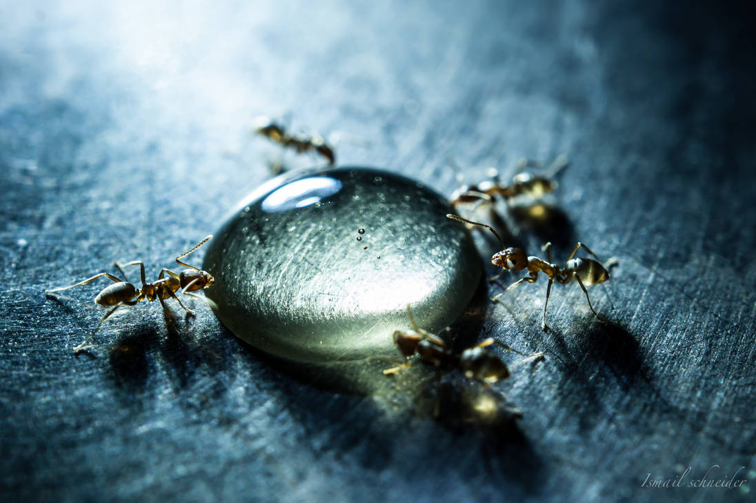 Honey Drop by isischneider Honey Drop by isischneider