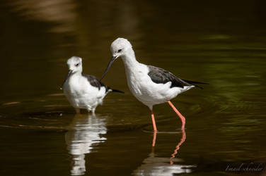 Black winged stilt