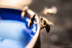 Thirsty Bees by isischneider