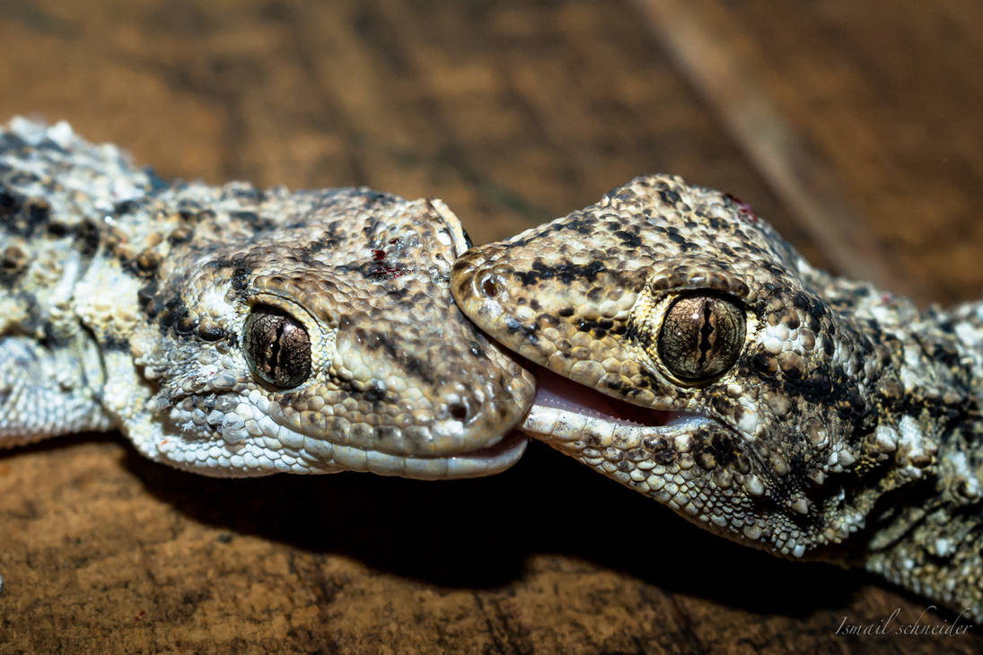 A Gecko Bit Gecko Bite by isischneider on DeviantArt
