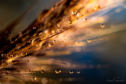 Golden Morning Dew