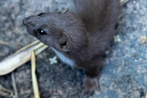 Baby Mink