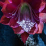 Orchid Cactus Flower