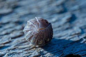Roly-poly