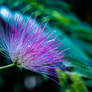 Albizia