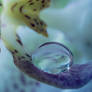 Orchid Droplet