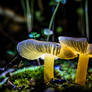 In The Magic Forest