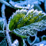 Frozen Leaf