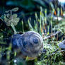 Minuscule World