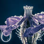 The Flower With Crown